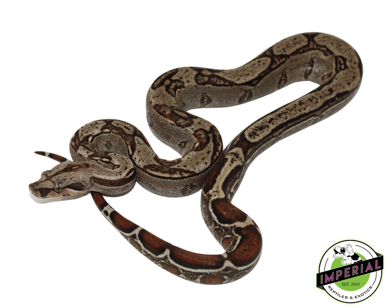 100% het. Leopard Colombian Boa — image 2