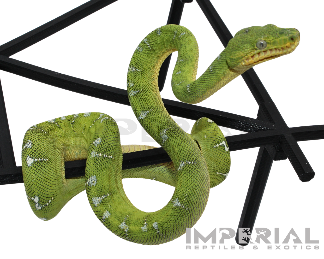 '25 CBB Northern Emerald Tree Boa - Female — image 2
