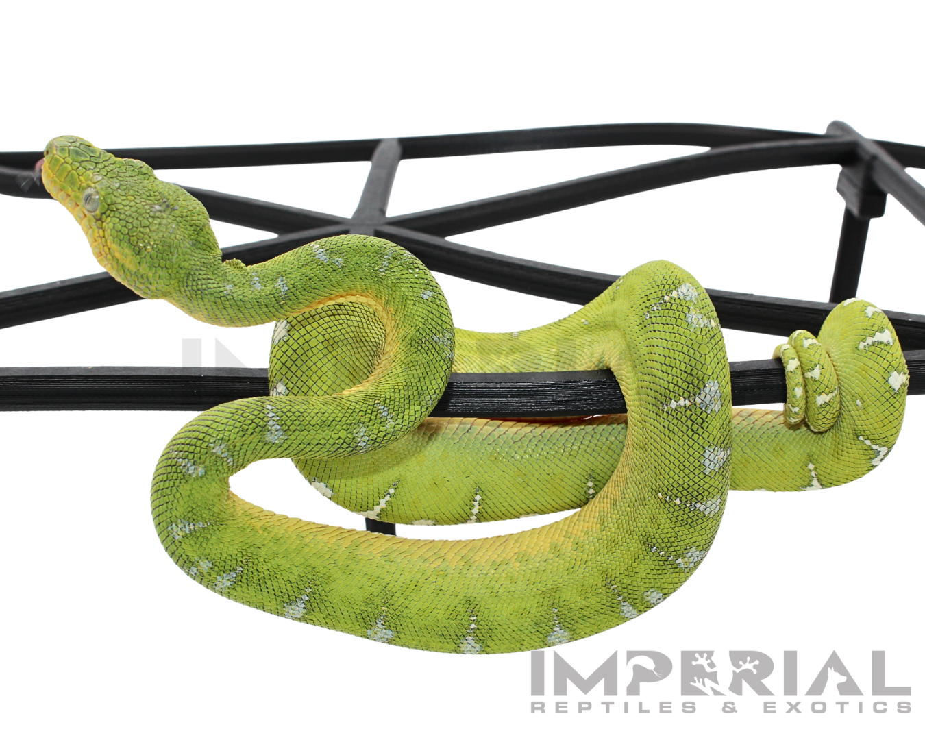 '25 CBB Northern Emerald Tree Boa - Female — image 3