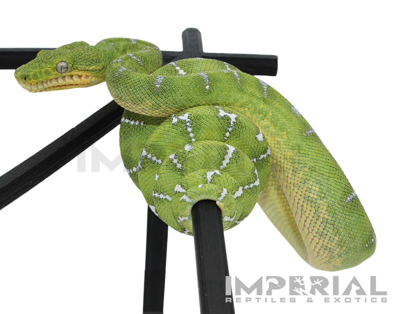 '25 CBB Northern Emerald Tree Boa - Male — image 2