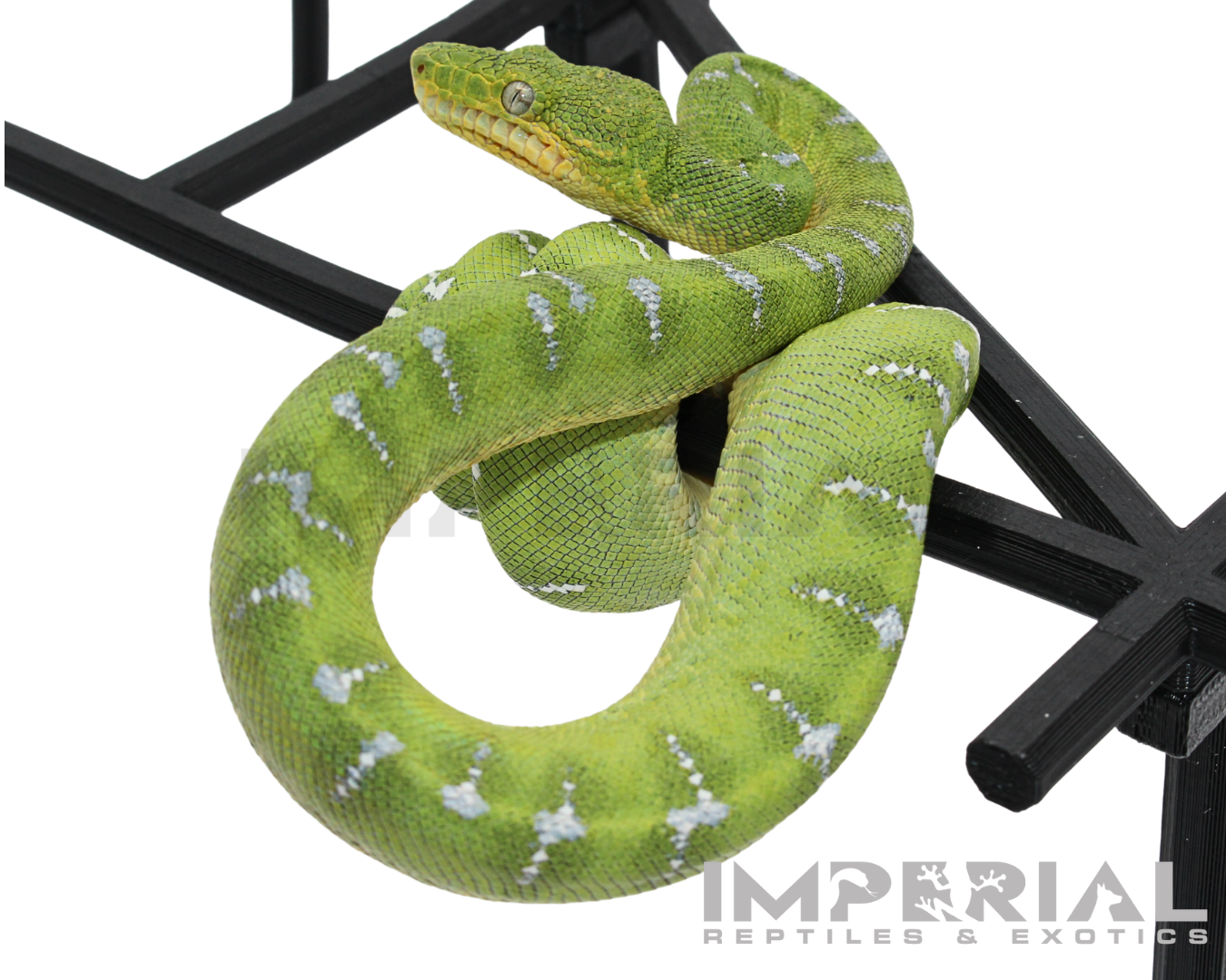 '25 CBB Northern Emerald Tree Boa - Male — image 3