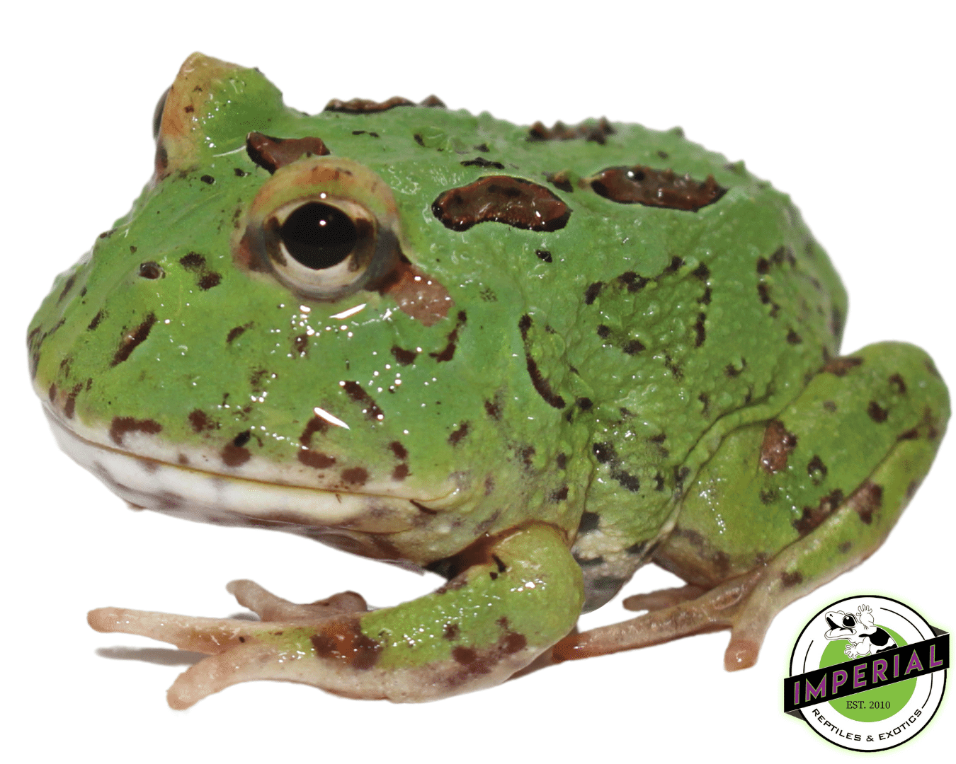 4 Spot Pacman Frog