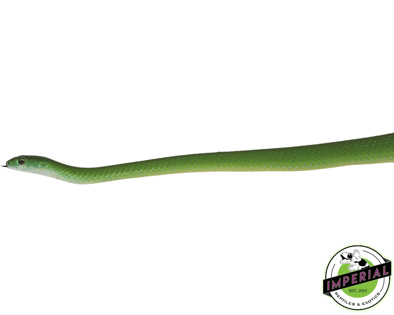 African Bush Snake