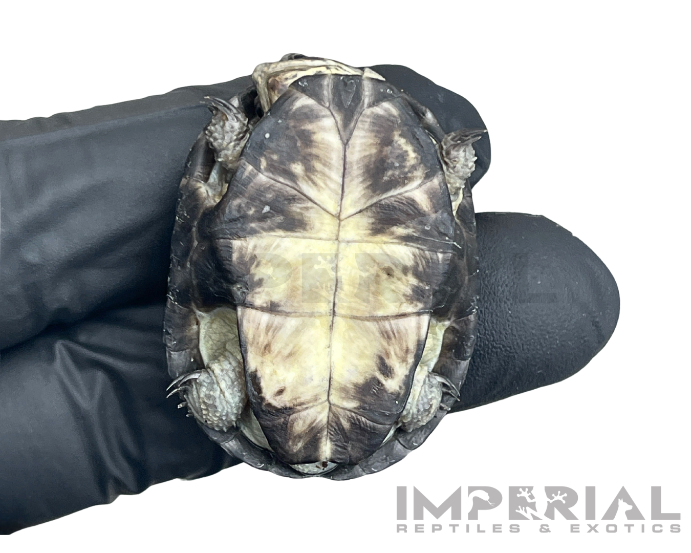 African Dwarf Mud Turtle Baby — image 2