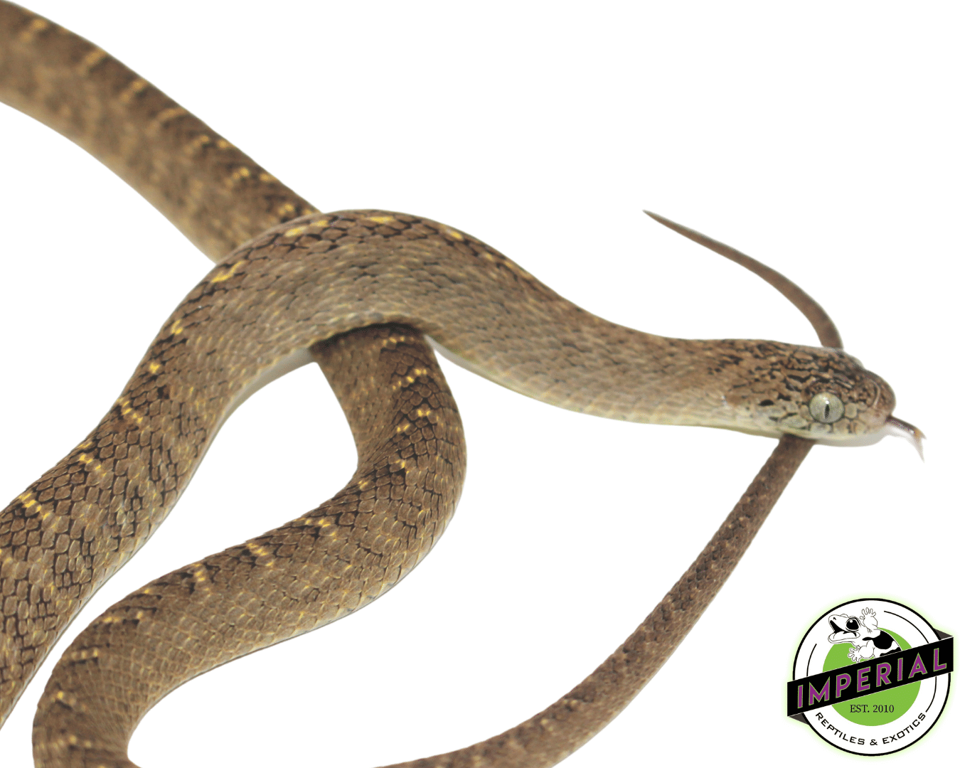 African Egg Eating Snake (Daspeltis fasciatus)