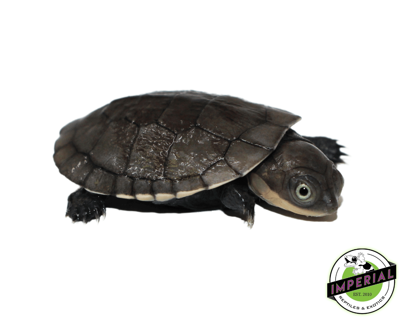 African Helmeted Turtle Baby