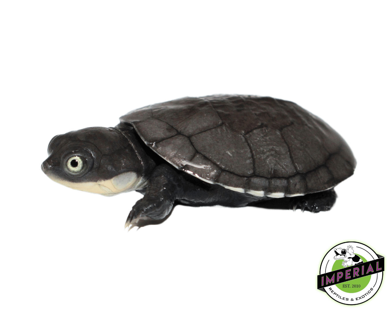 African Helmeted Turtle Baby — image 2