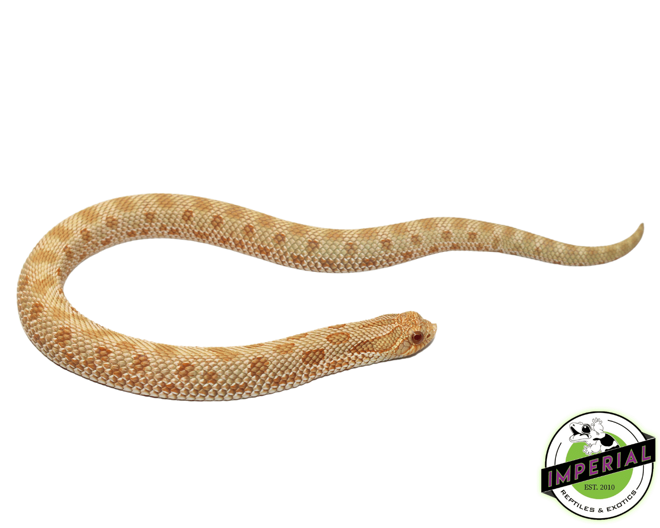 Albino Anaconda Western Hognose Baby
