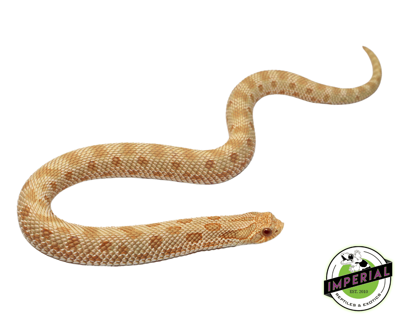 Albino Anaconda Western Hognose Baby — image 2