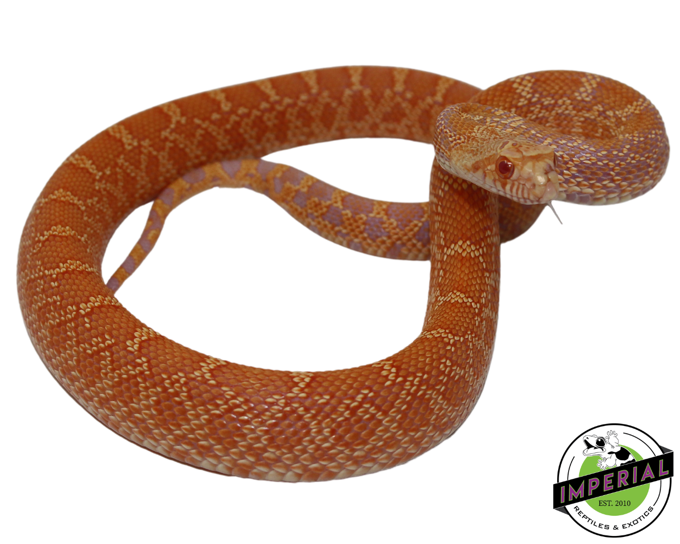 Albino Bullsnake Baby