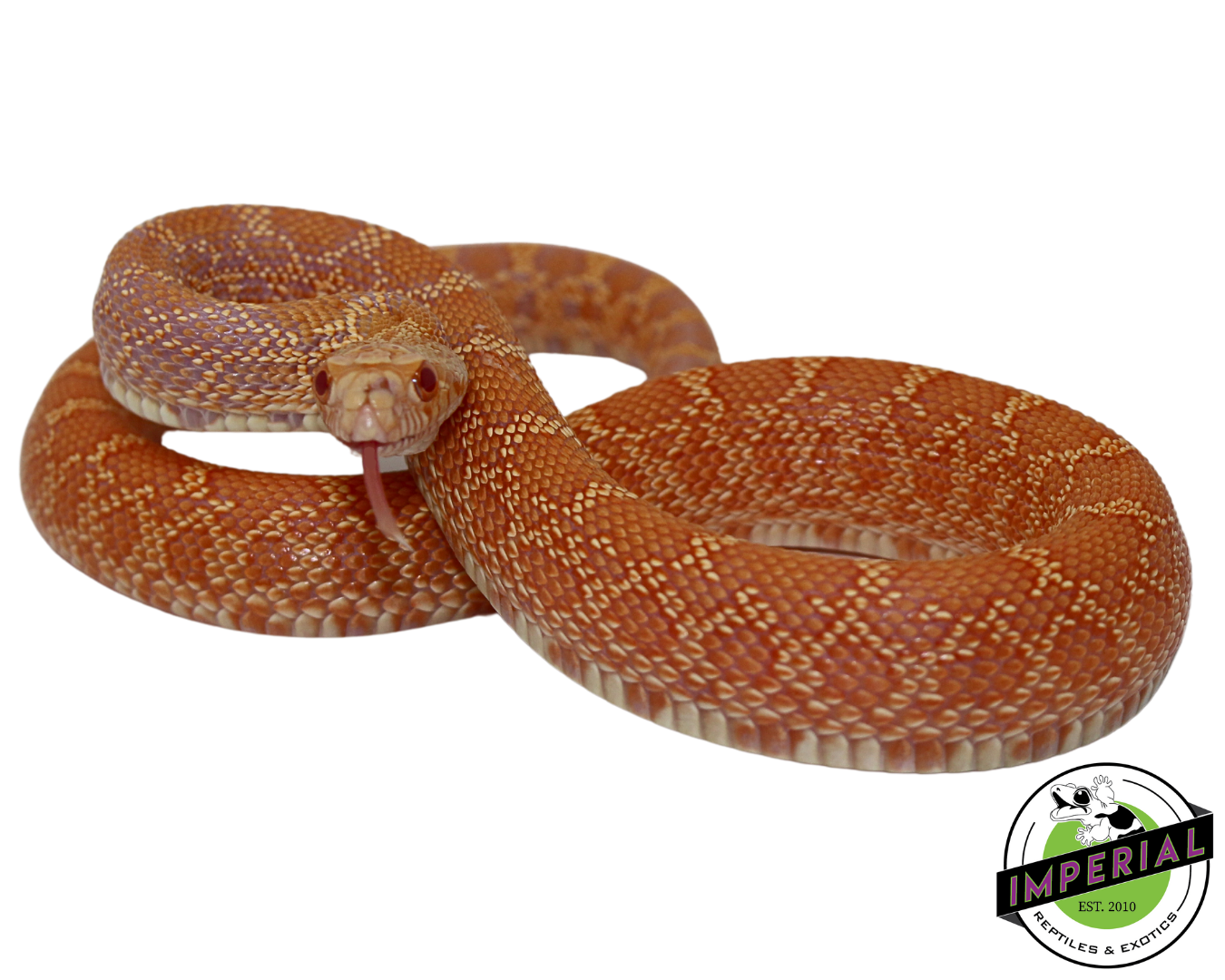 Albino Bullsnake Baby — image 2