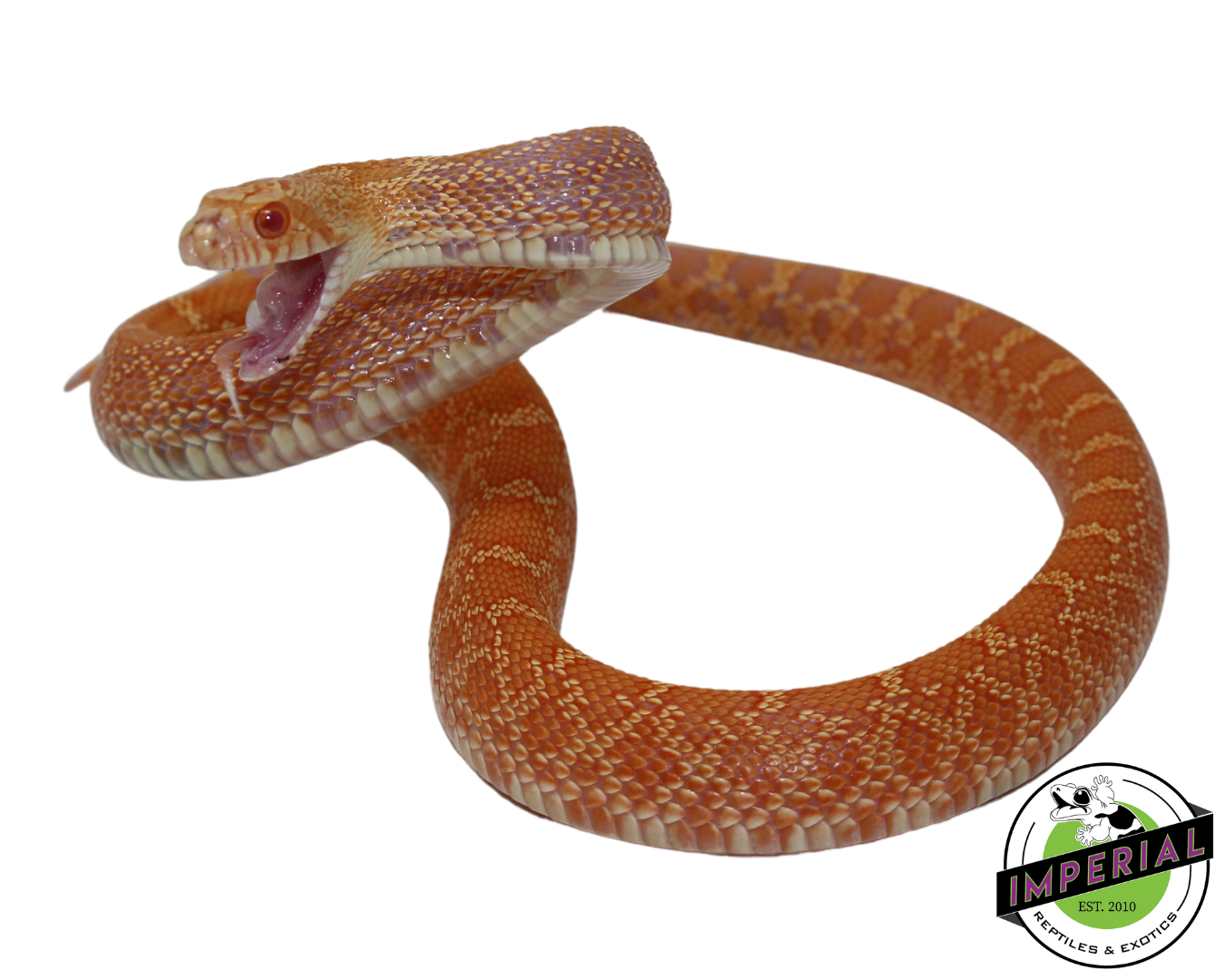 Albino Bullsnake Baby — image 3