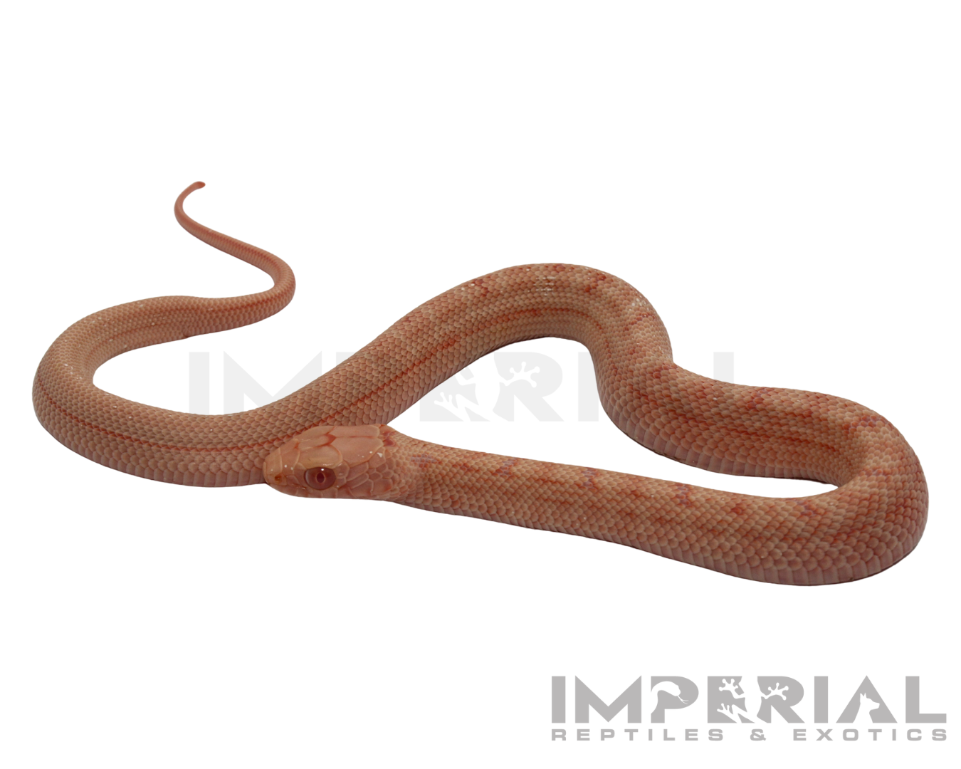 Albino Chinese King Rat Snake Baby — image 2