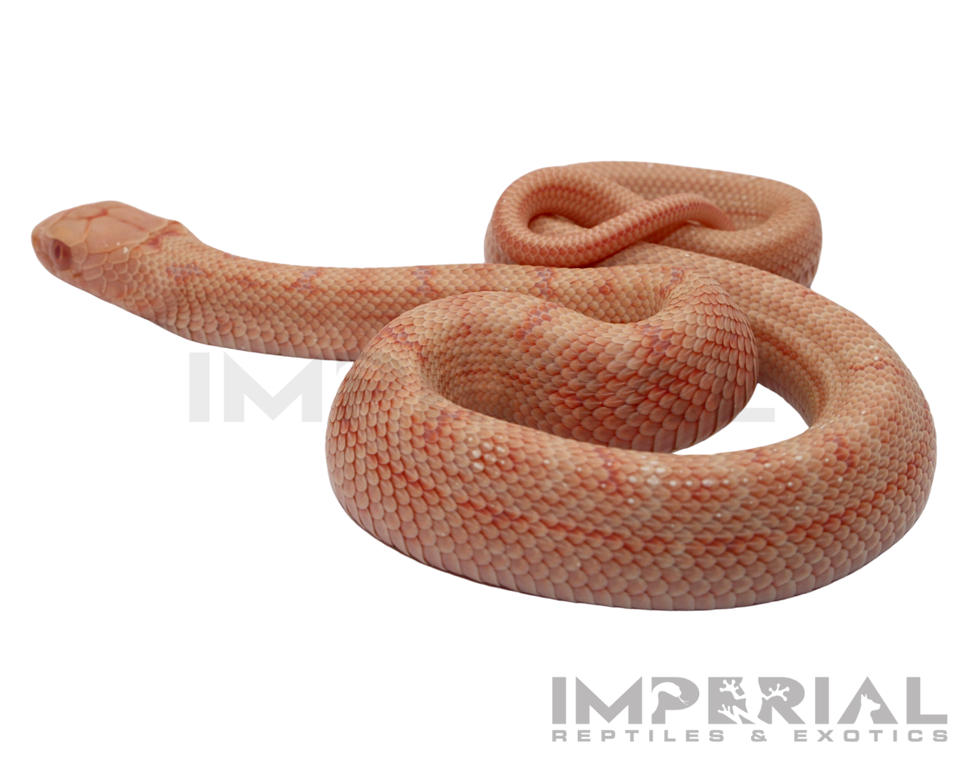 Albino Chinese King Rat Snake Baby — image 3
