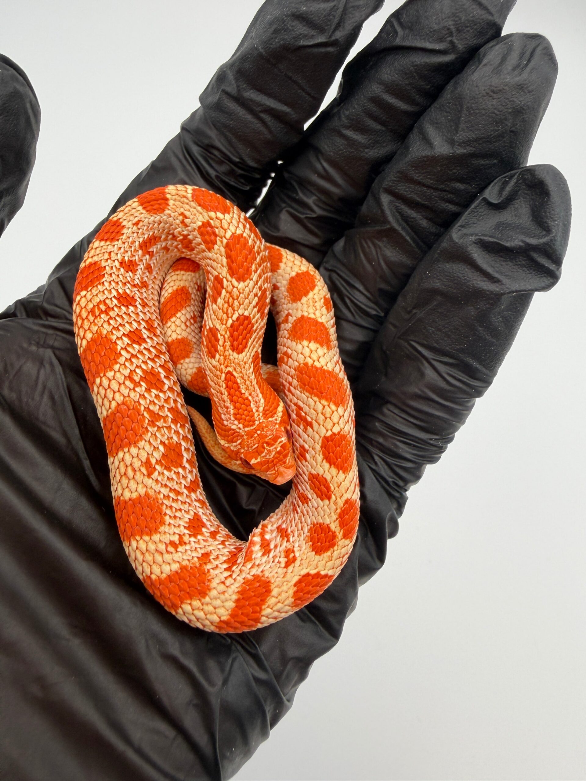 Albino Conda Western Hognose Baby — image 3