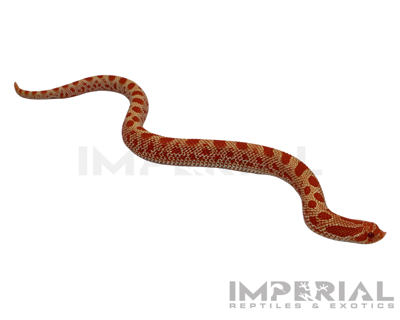 Albino Conda Western Hognose Baby — image 2