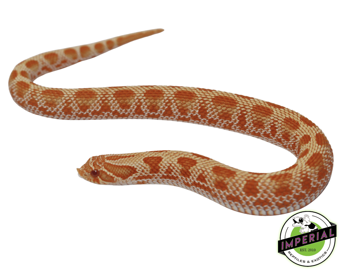 Albino Conda Western Hognose Baby