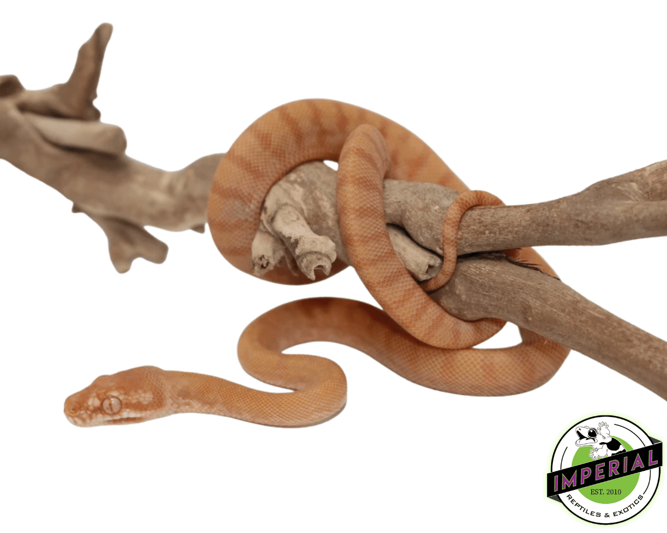 Albino Darwins Carpet Python Baby
