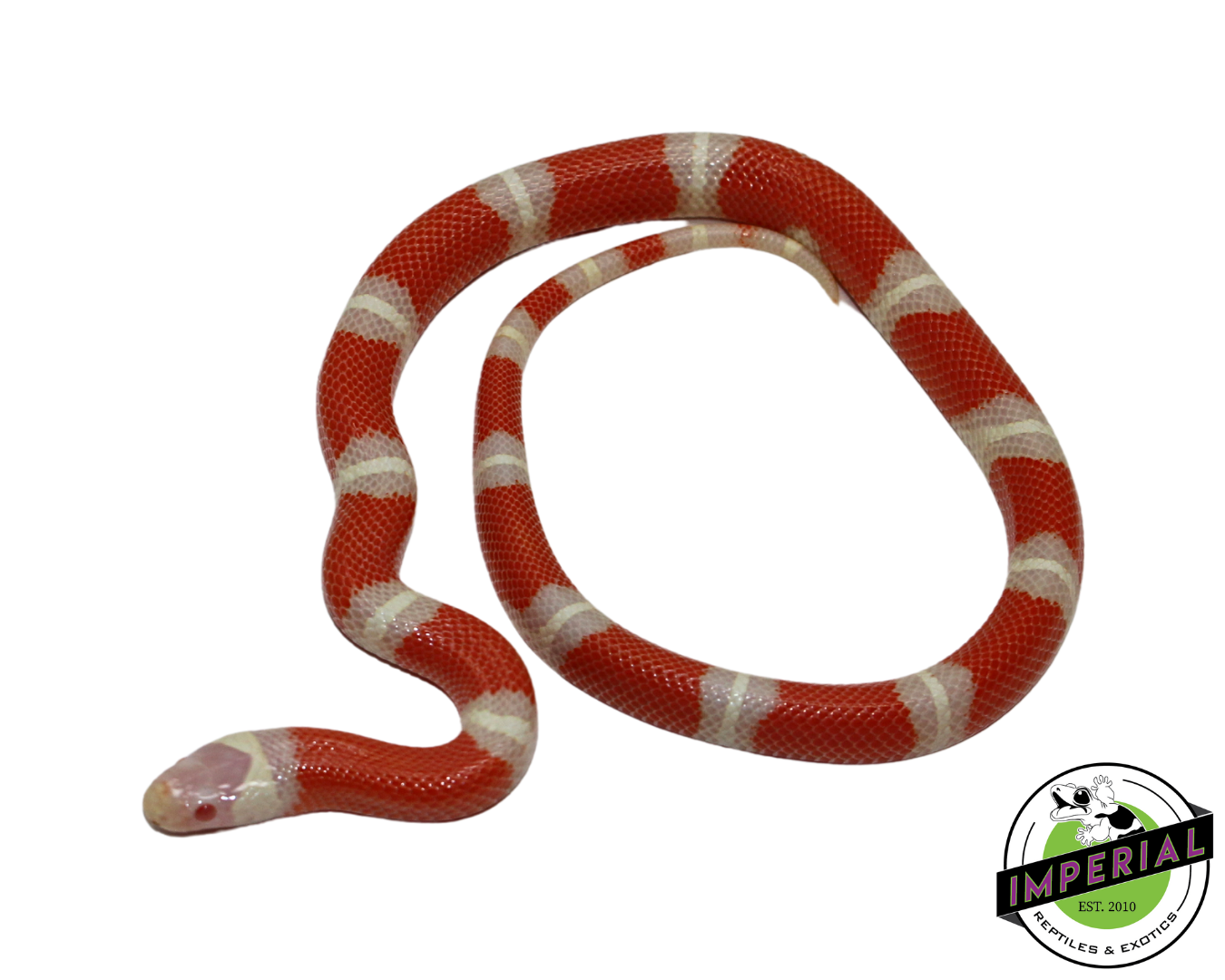Albino Nelson's Milk Snake Female (#11524-06)