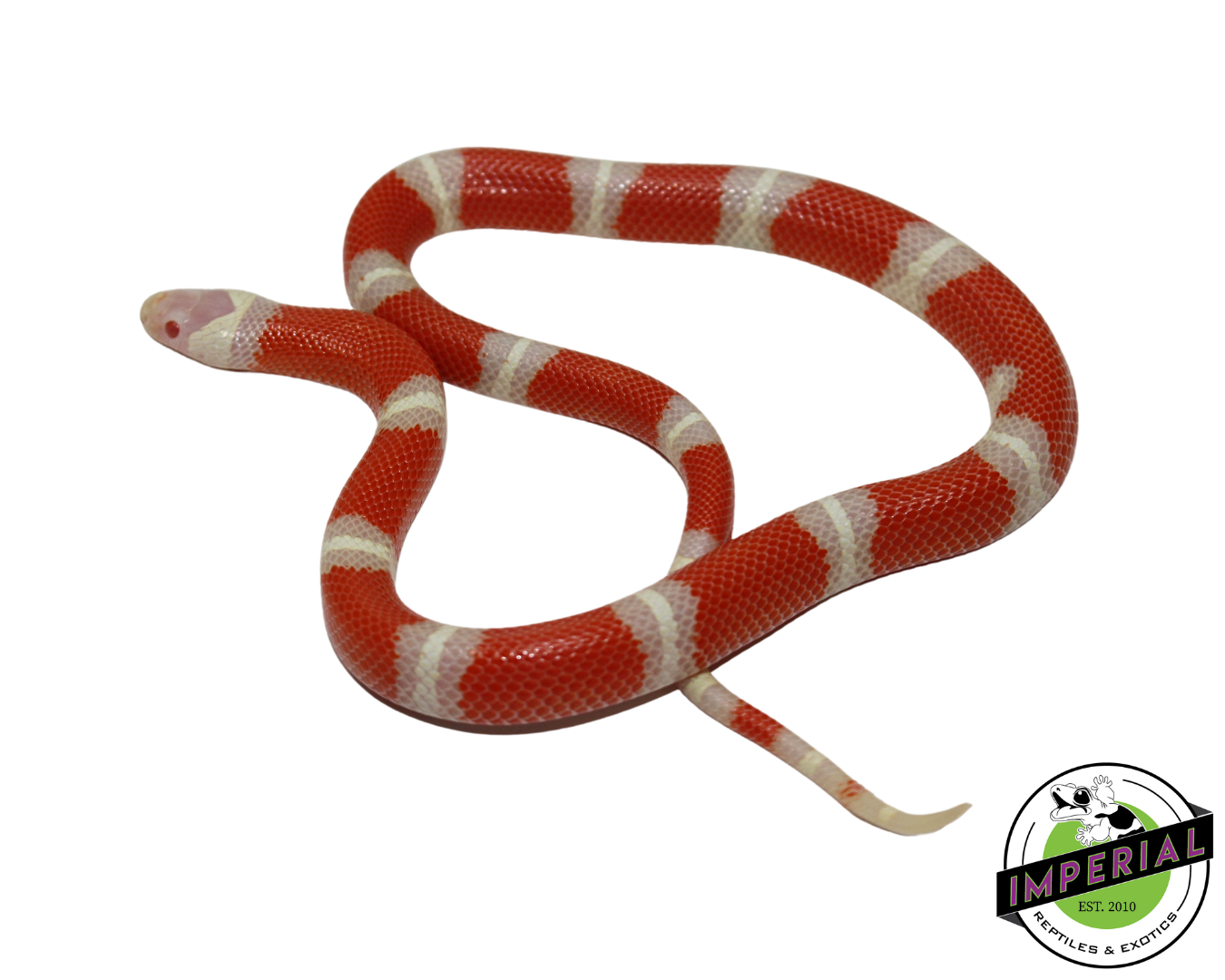 Albino Nelson's Milk Snake Female (#11524-06) — image 2