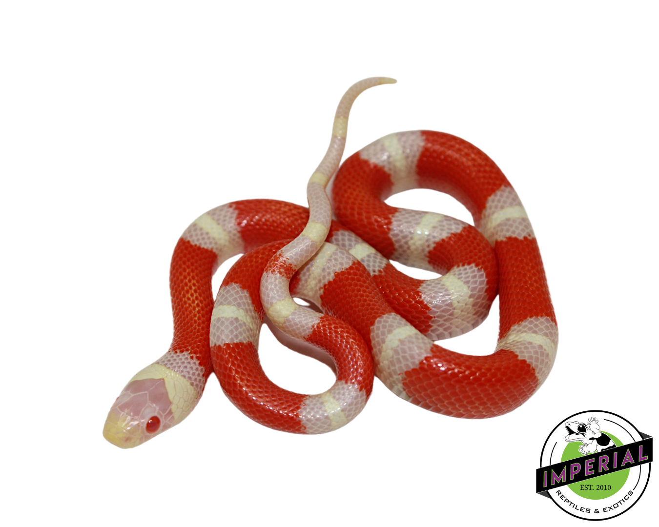 Albino Nelson's Milk Snake Male (#111224-12)
