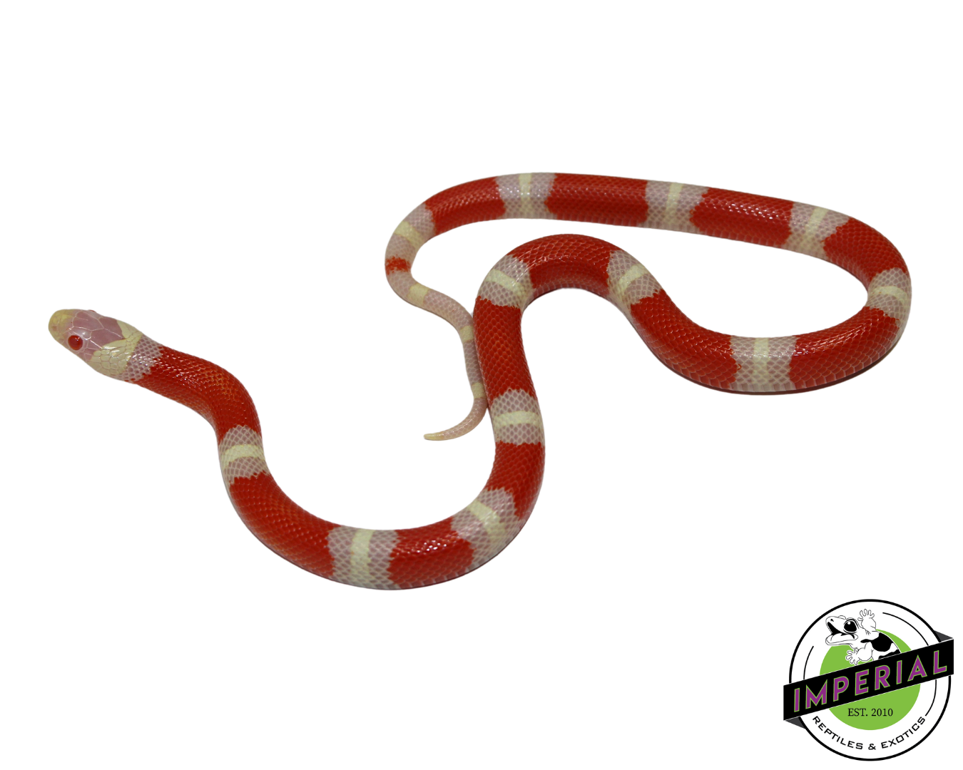 Albino Nelson's Milk Snake Male (#111224-12) — image 2