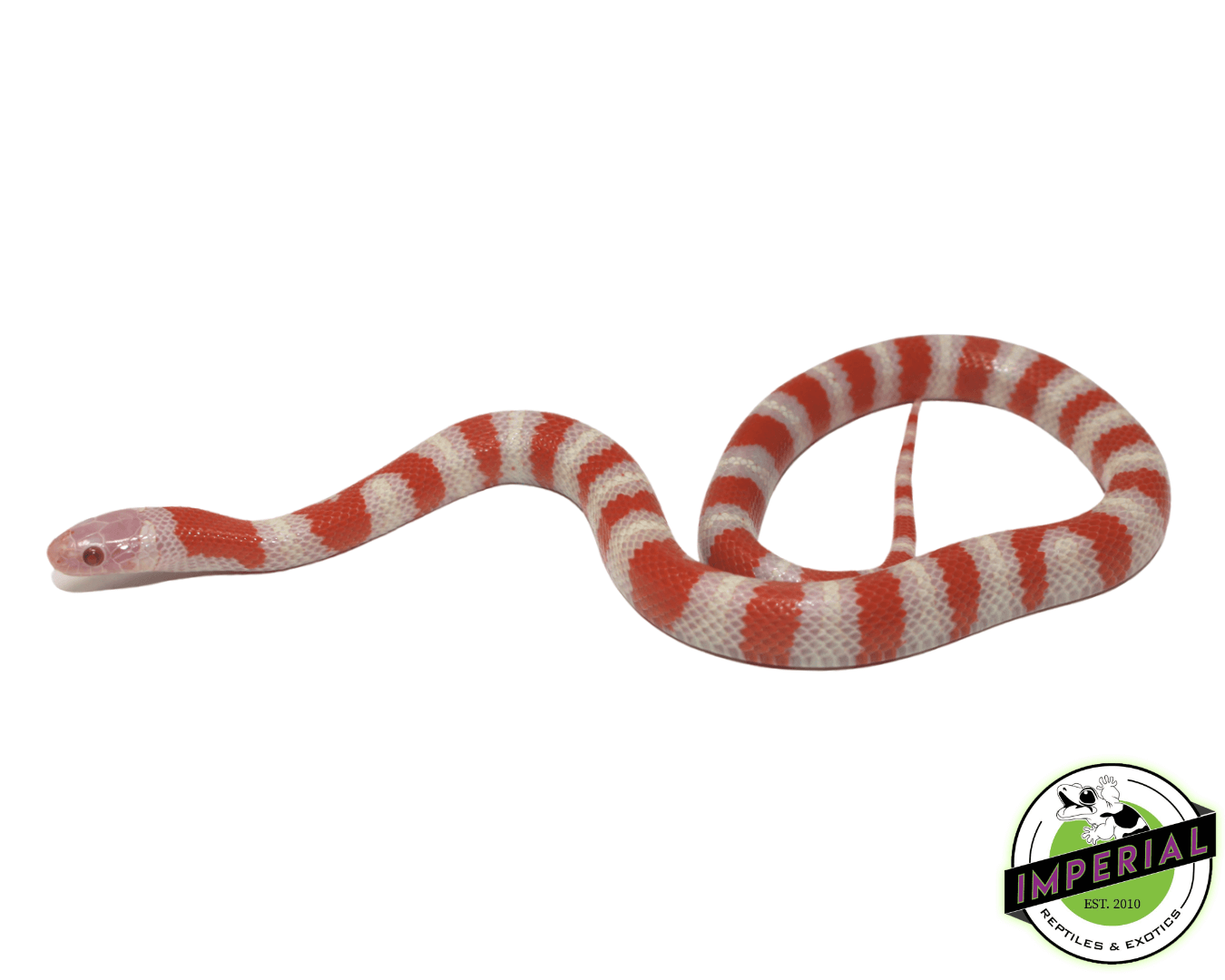 Albino Ruthven's Kingsnake