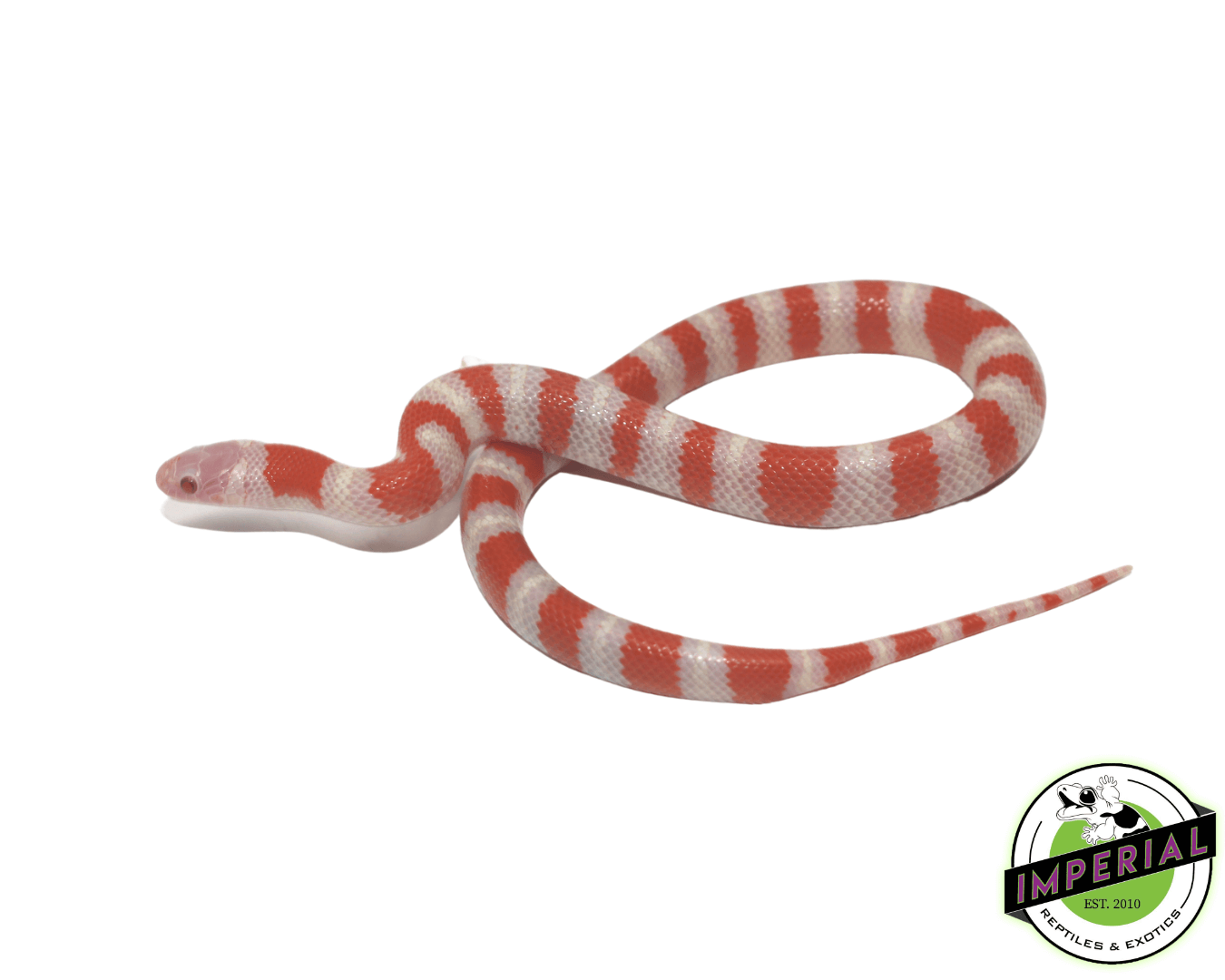 Albino Ruthven's Kingsnake — image 2