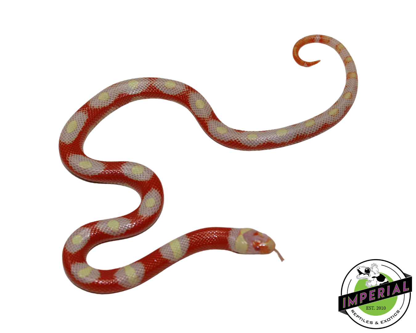 Albino Splotched Nelson's Milk Snake Baby — image 2