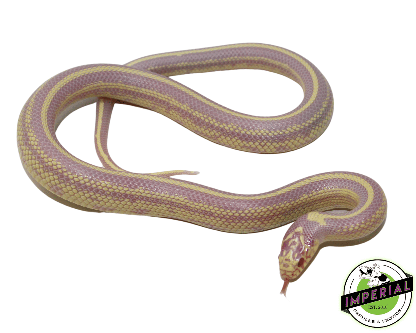 Albino Striped California Kingsnake Baby