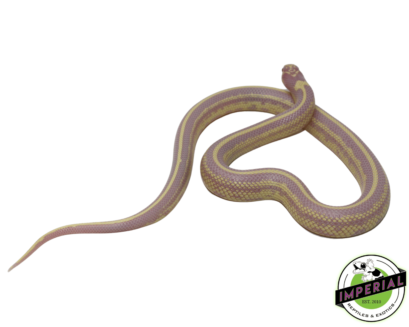 Albino Striped California Kingsnake Baby — image 2