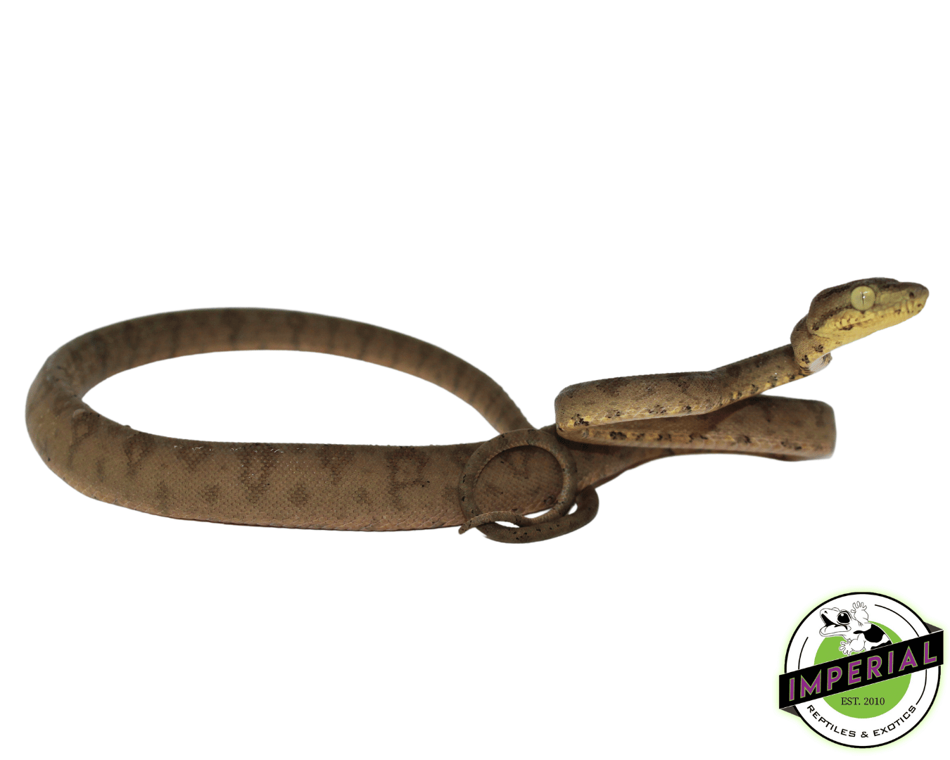 Amazon Tree Boa Baby