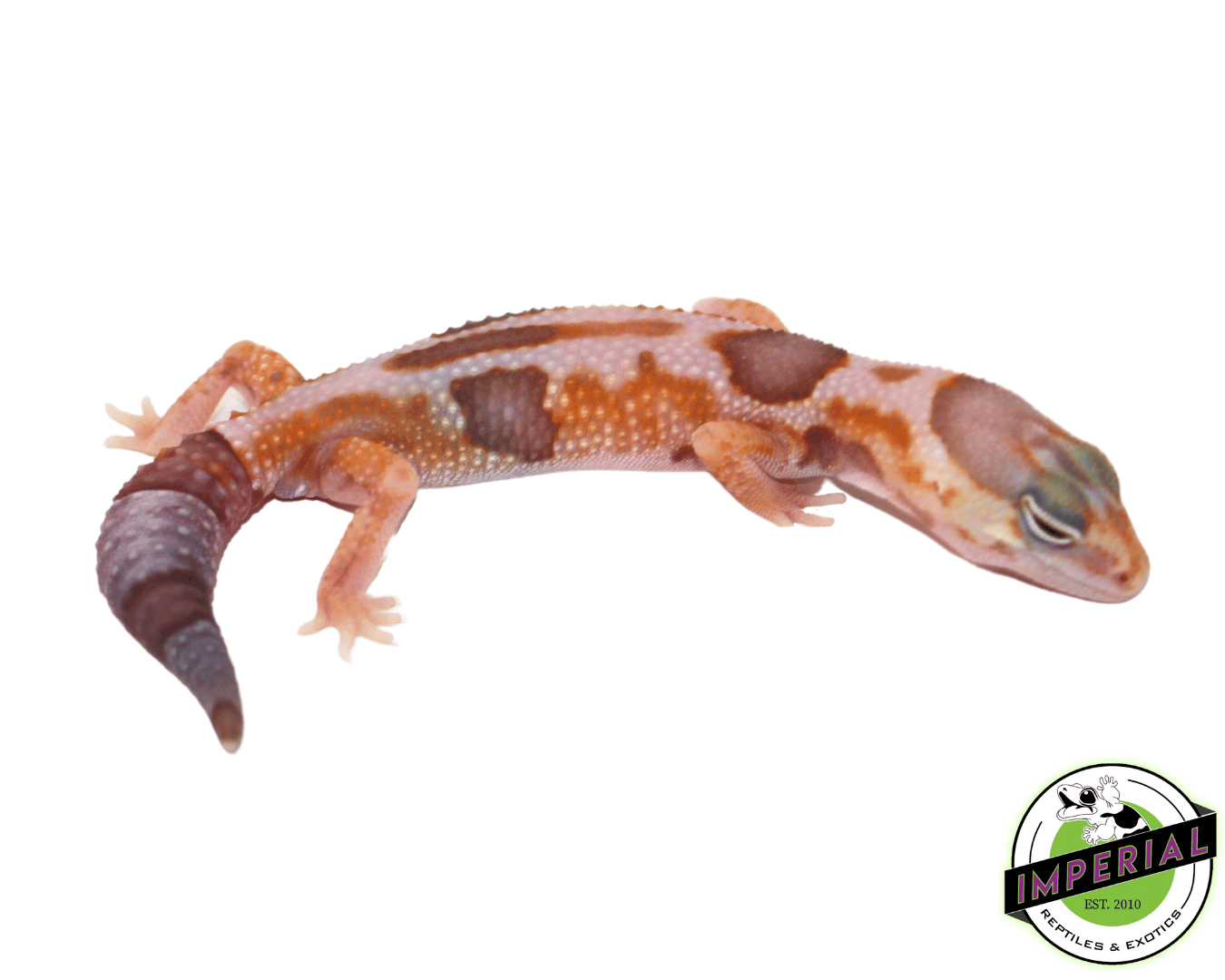 Amel Whiteout African Fat Tail Gecko Baby