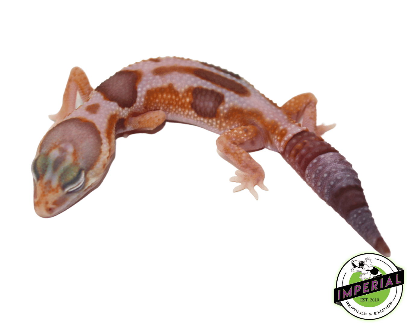 Amel Whiteout African Fat Tail Gecko Baby — image 2