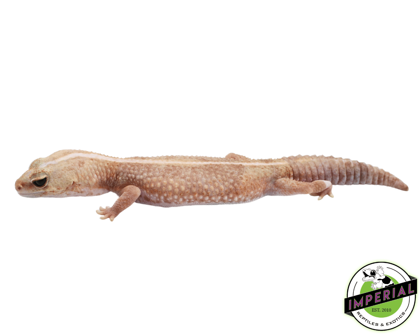 Amel Zero African Fat Tail Gecko Adult — image 2