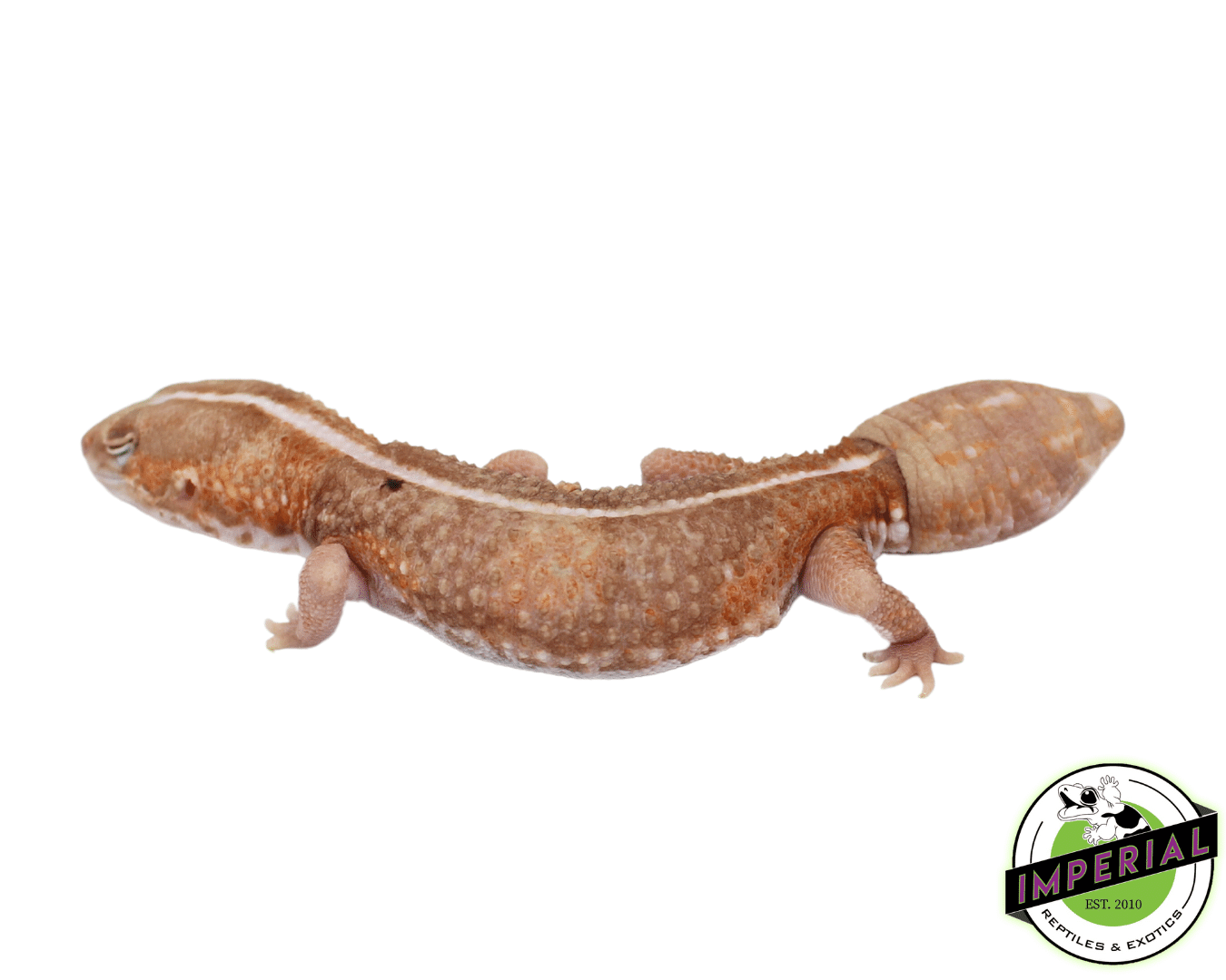Amel Zero African Fat Tail Gecko Adult — image 3