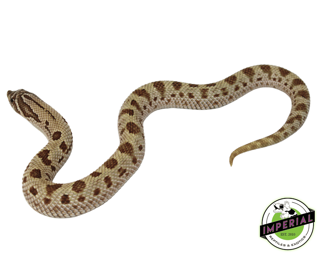 Anaconda Western Hognose Baby — image 2