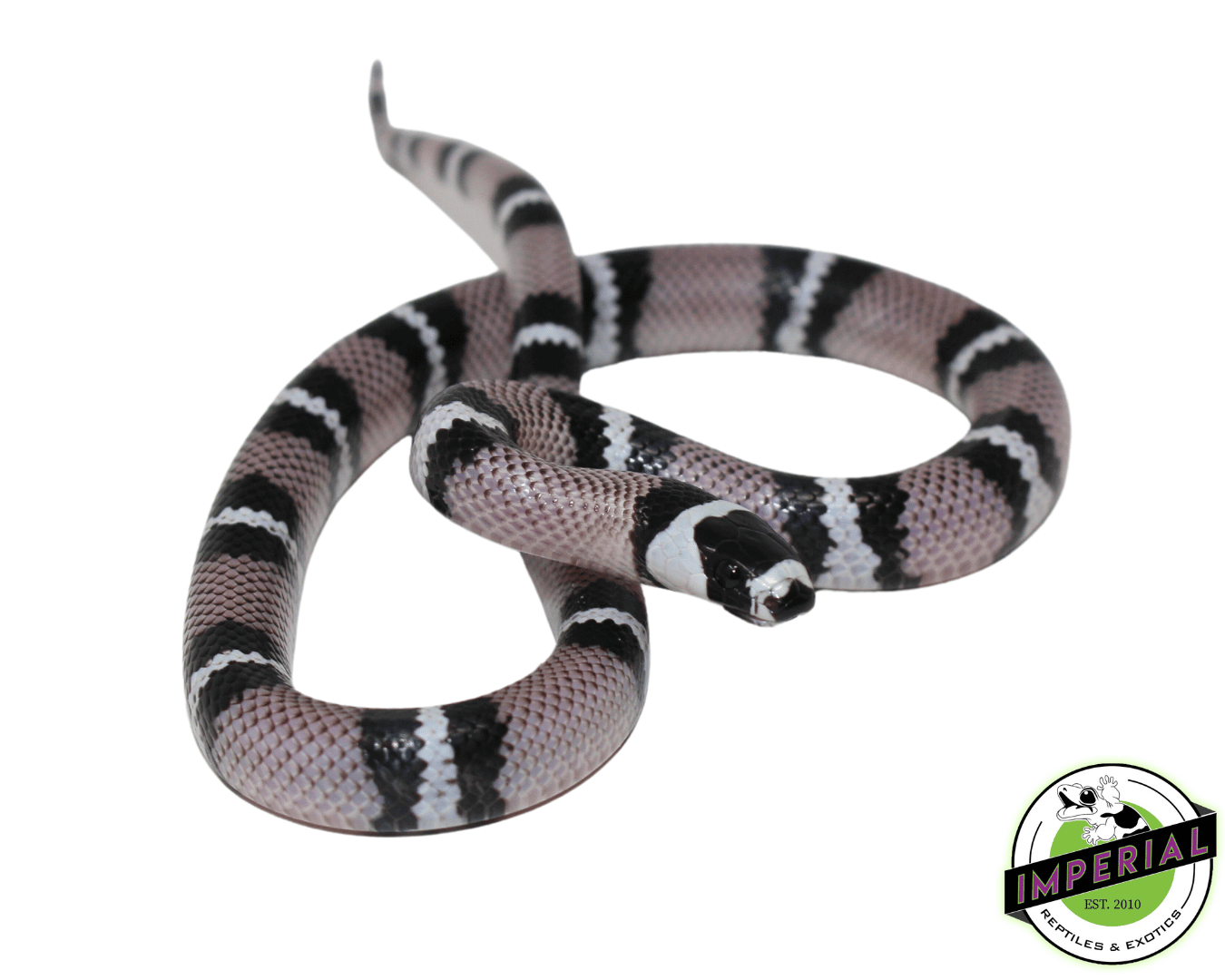 Anery Hondruan Milksnake Baby — image 2