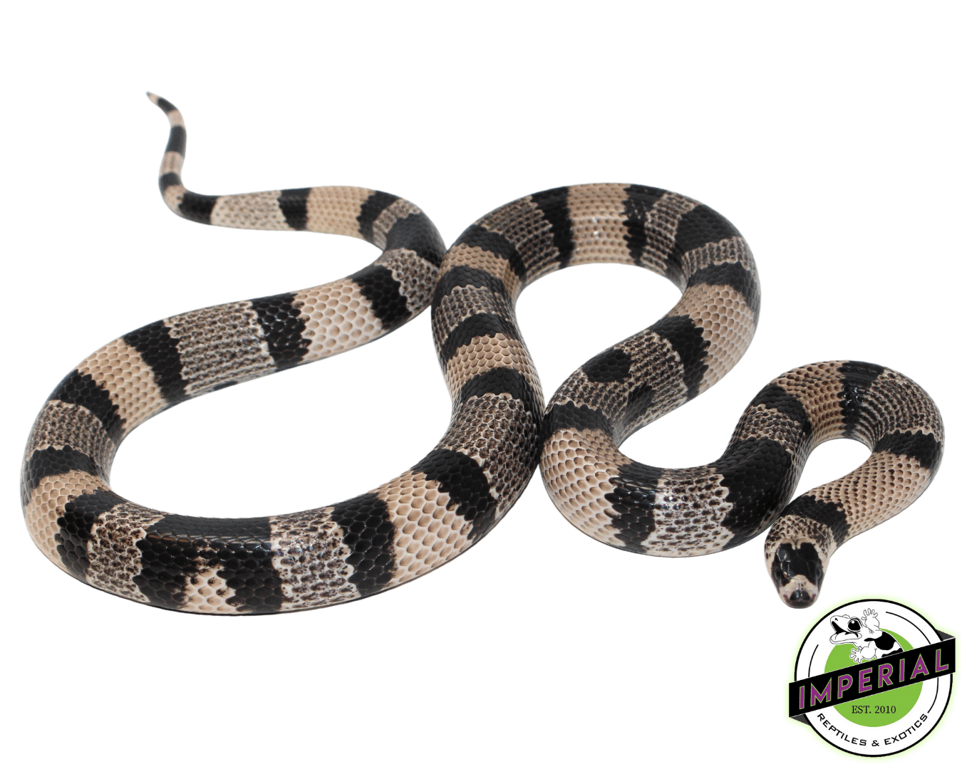 Anery Honduran Milksnake Adult