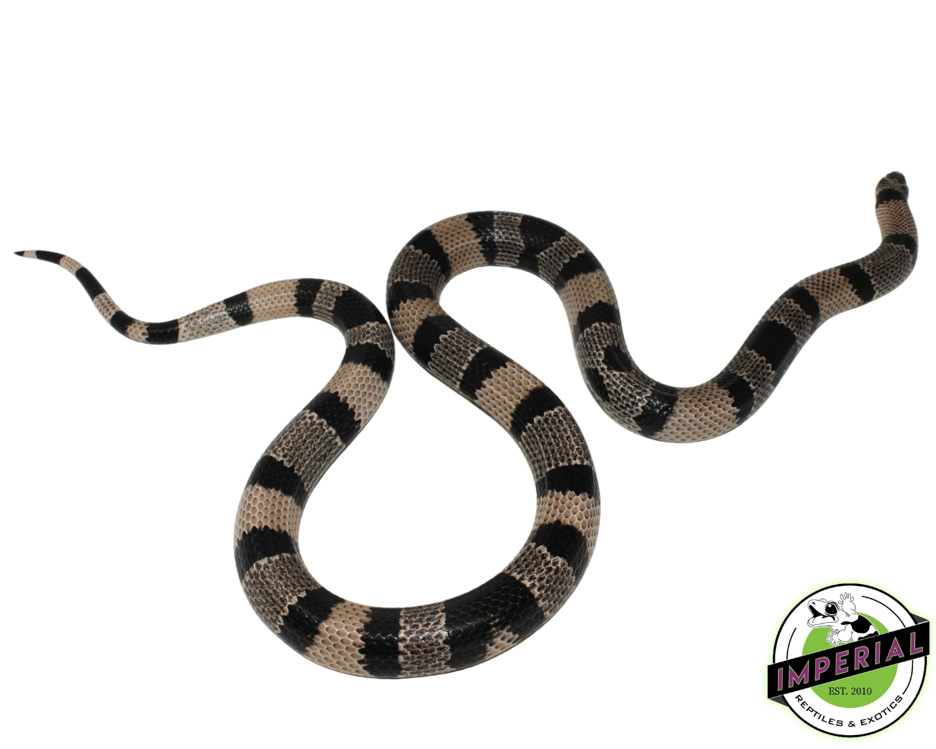 Anery Honduran Milksnake Adult — image 2