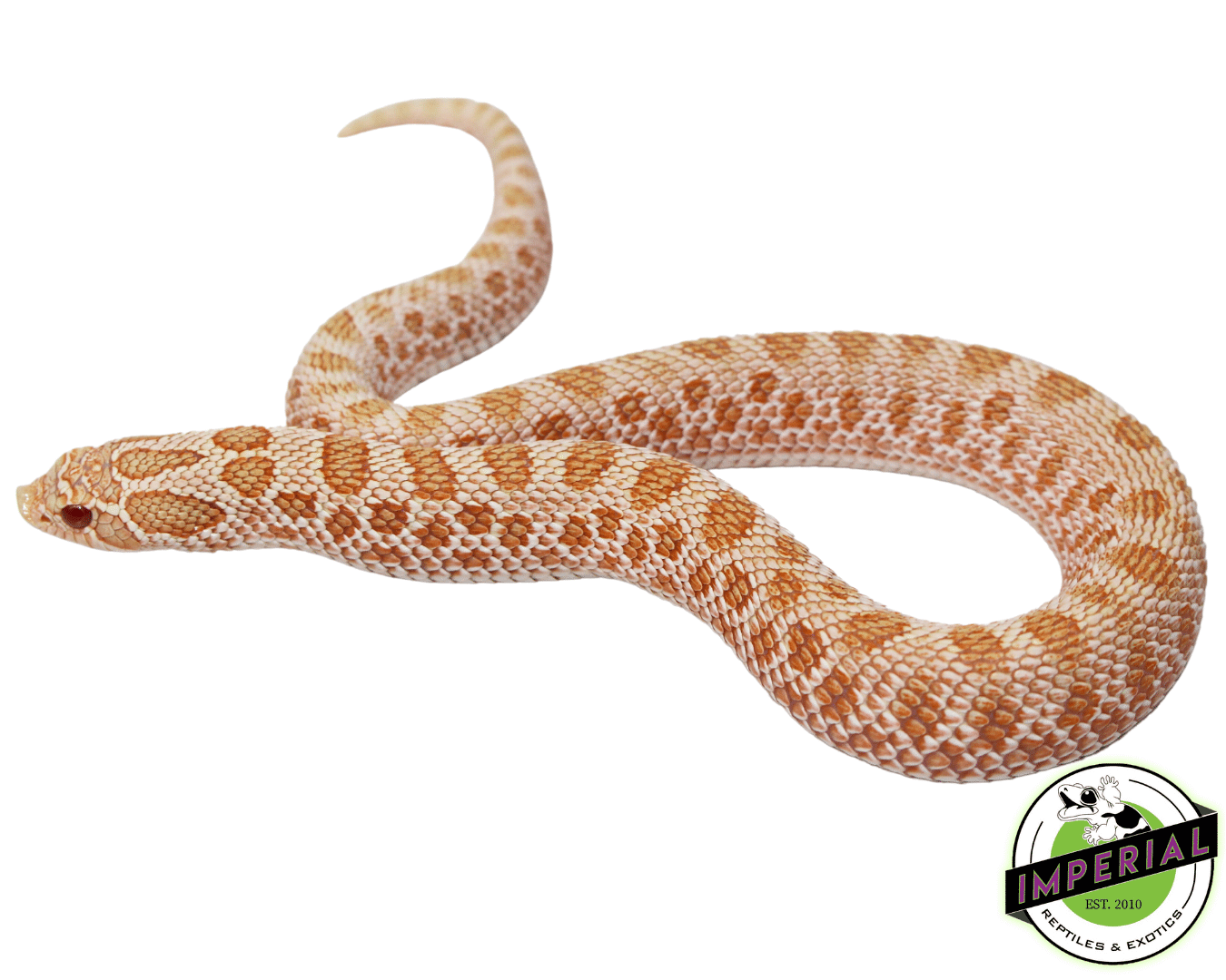 Arctic Albino Anaconda Western Hognose Female (#62623-02)