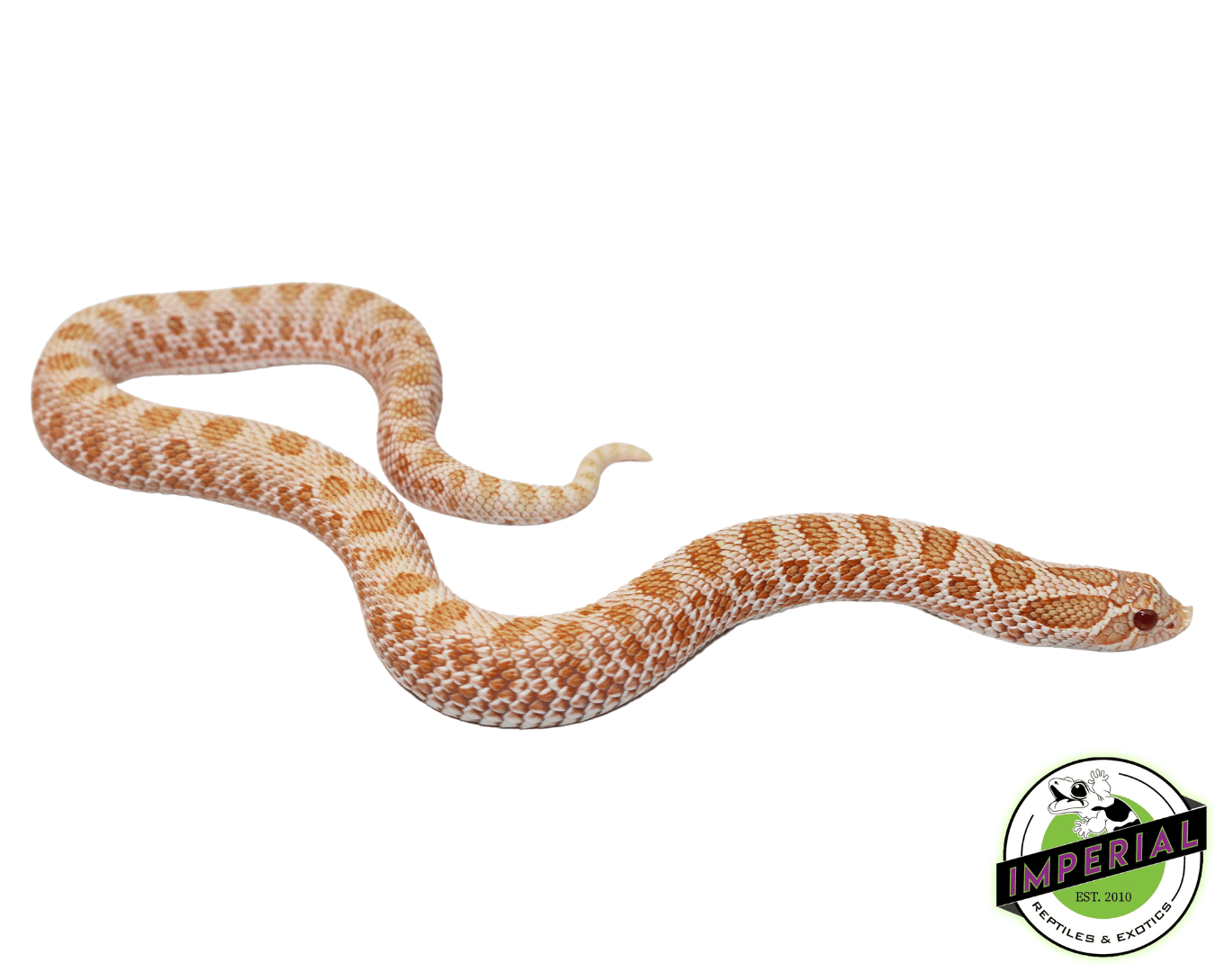 Arctic Albino Anaconda Western Hognose Female (#62623-02) — image 2