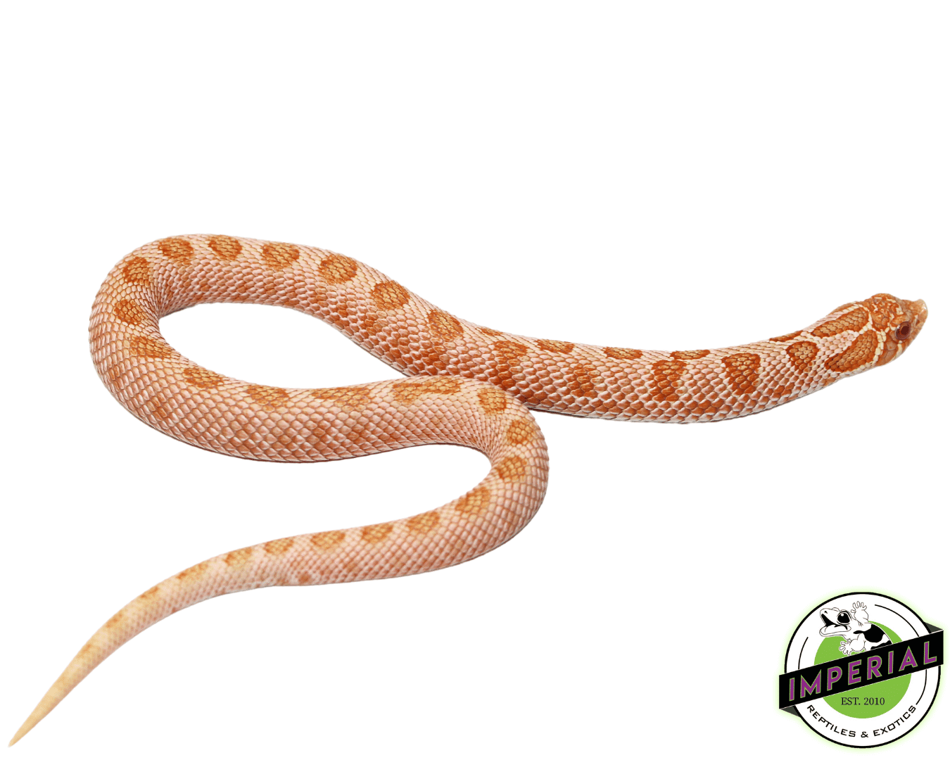 Arctic Albino Anaconda Western Hognose Male (#62623-01)