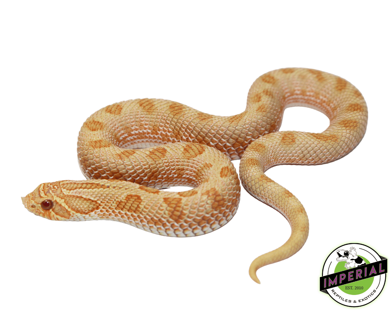 Arctic Albino Anaconda Western Hognose