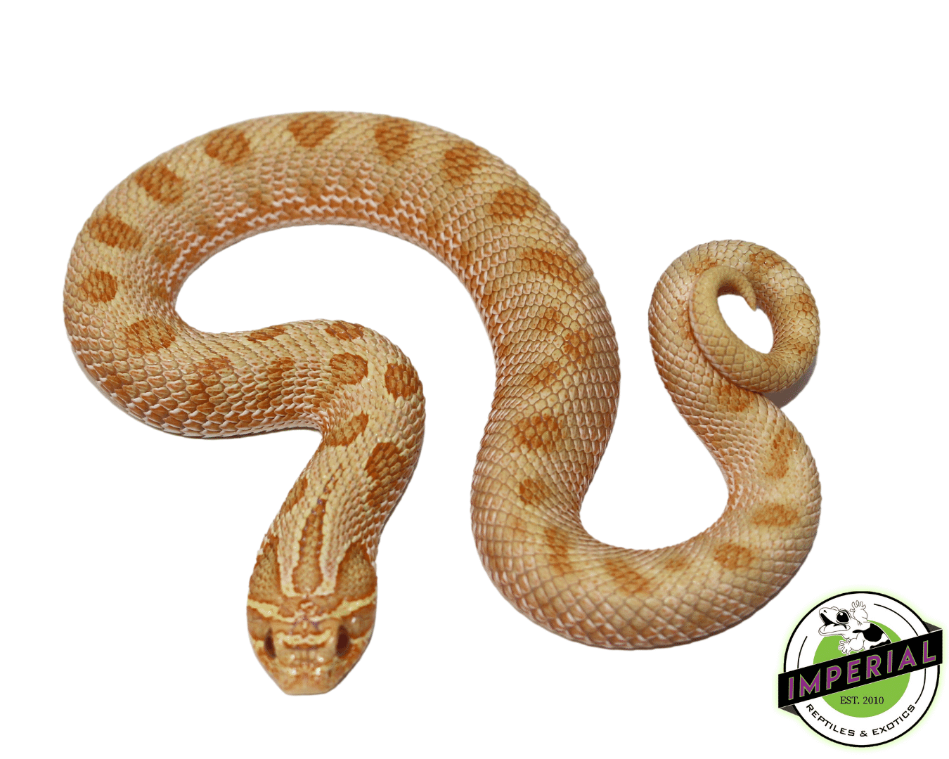 Arctic Albino Anaconda Western Hognose — image 2
