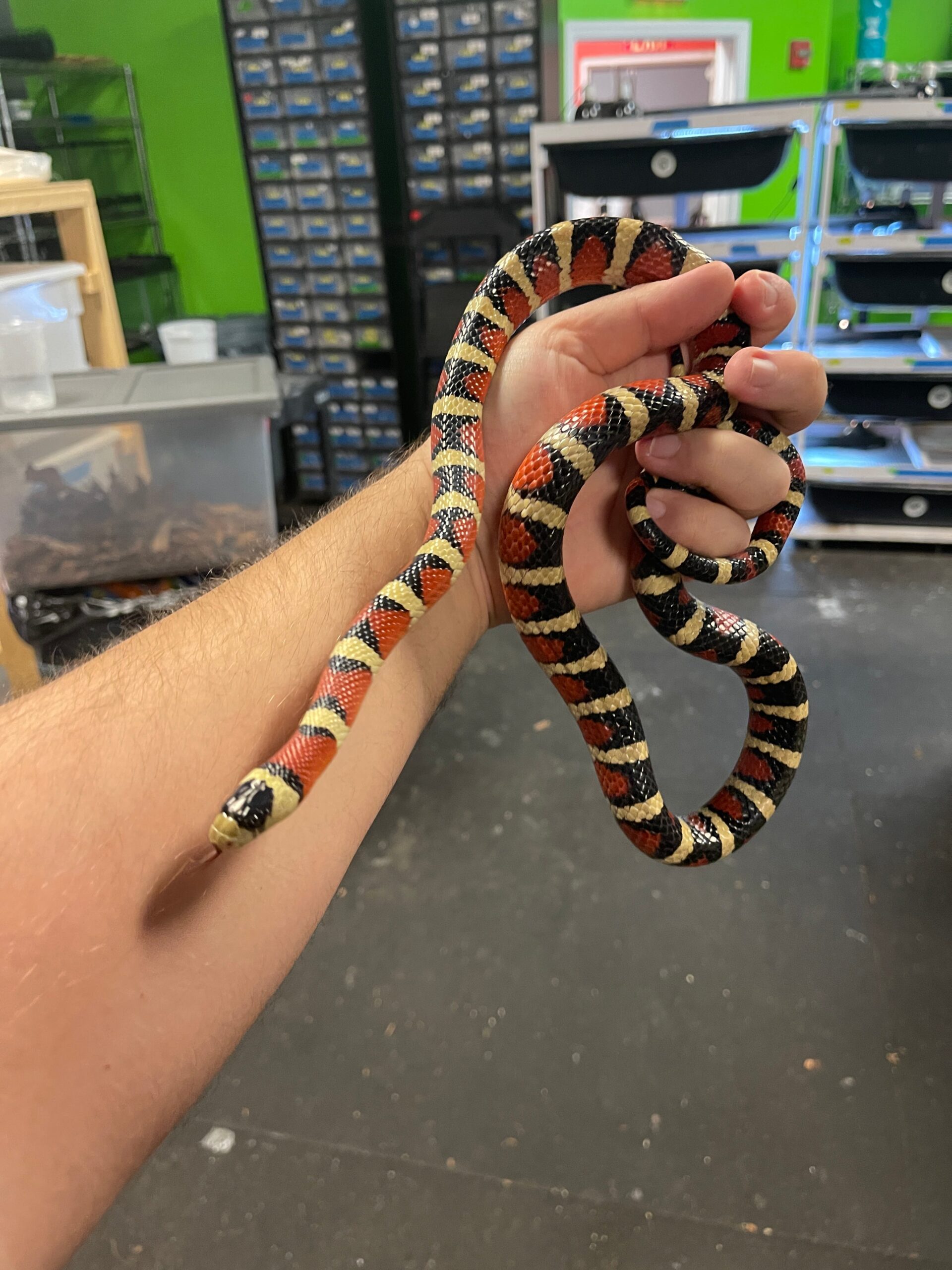 Arizona Mountain Kingsnake Adult — image 2