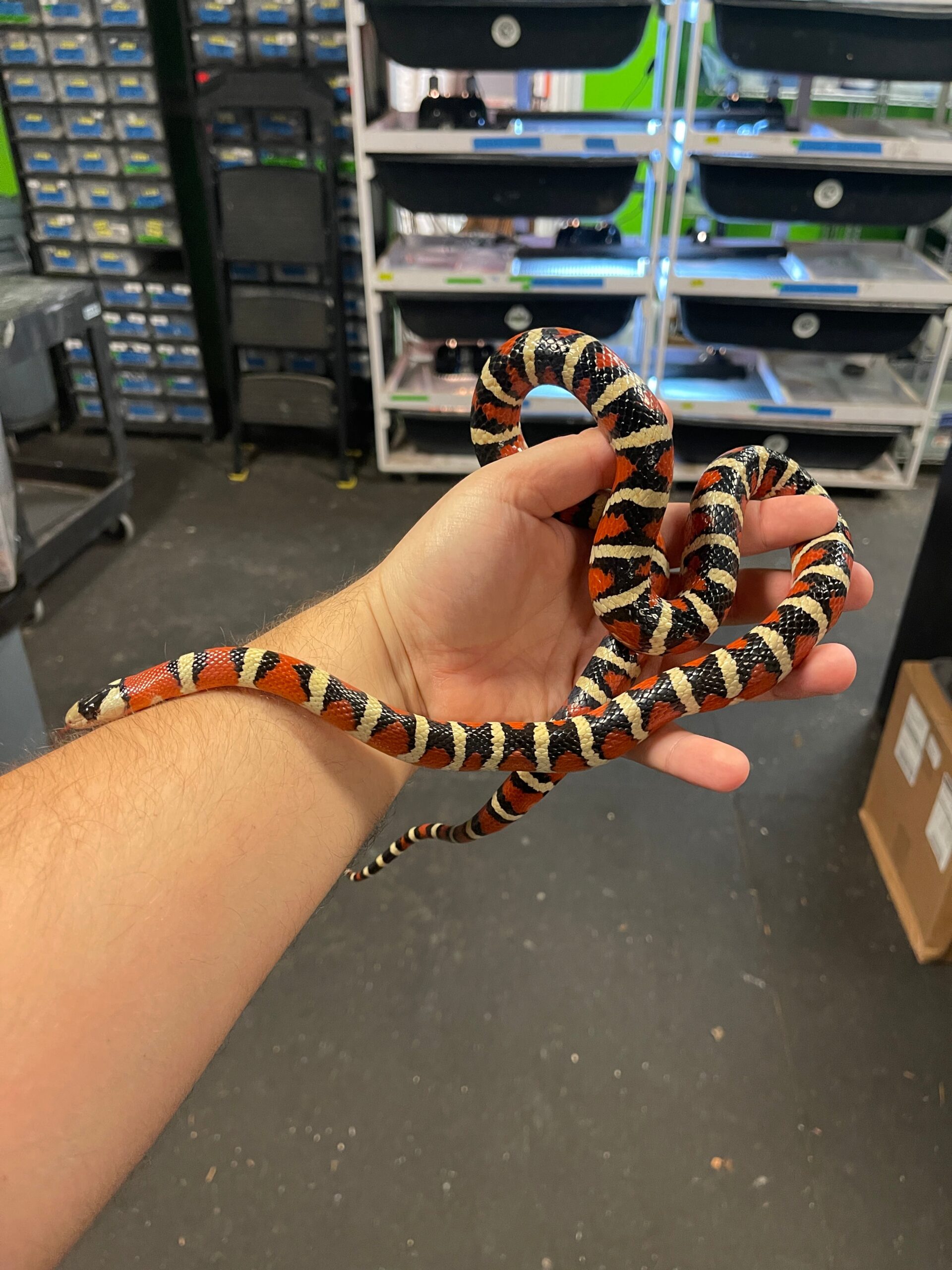 Arizona Mountain Kingsnake Adult — image 3