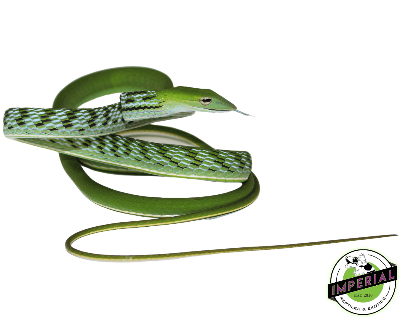 Asian Vine Snake