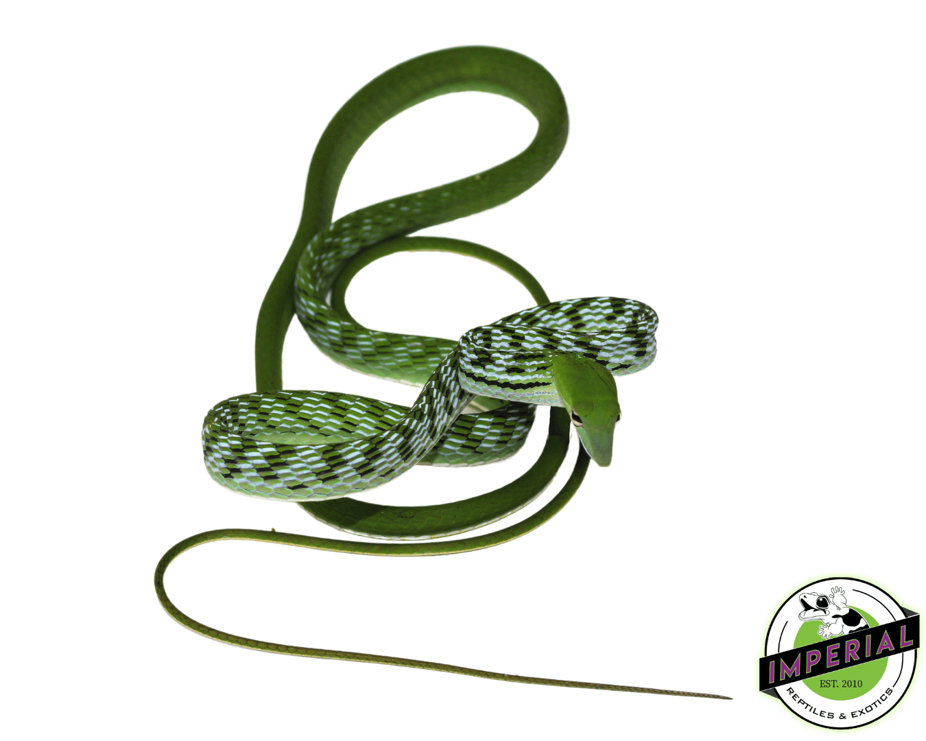 Asian Vine Snake — image 2