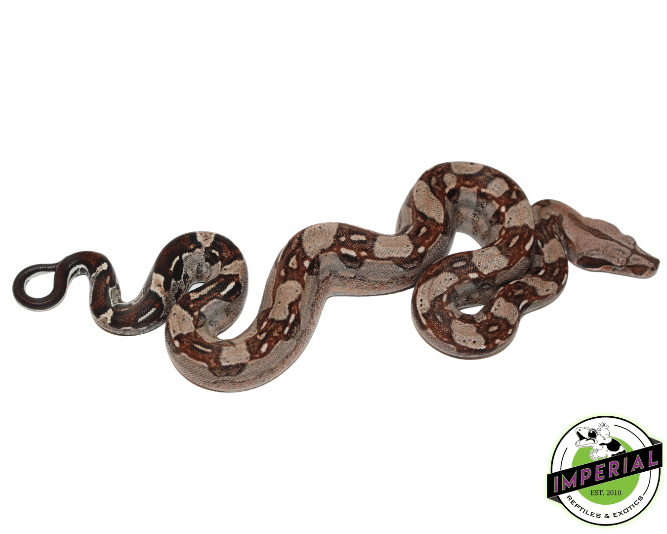 Aztec Boa Baby — image 2